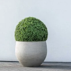 Jumbo Orb Planter - Stone Washed -HousePlants Shop Jumbo Orb Planter Stone Washed Topiary Box Hedge