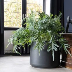 Jumbo Patt Natural Planter - Black -HousePlants Shop Jumbo Patt Natural Planter Black Philodendron Indoor Plant