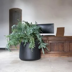 Jumbo Patt Natural Planter - Black -HousePlants Shop Jumbo Patt Natural Planter Black Reception Planter