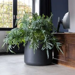 Jumbo Patt Natural Planter - Black -HousePlants Shop Jumbo Patt NaturalPlanter Black Statement Planter