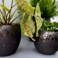 Kae Plant Pot - Mocha -HousePlants Shop Kae Plant Pot Mocha Textures