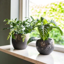 Kae Plant Pot - Mocha -HousePlants Shop Kae Plant Pots Mocha Houseplants