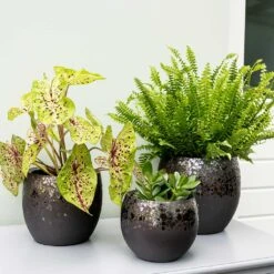 Kae Plant Pot - Mocha -HousePlants Shop Kae Plant Pots Mocha Indoor Plants