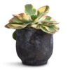 Kalanchoe Luciae Fantastic - Paddle Plant -HousePlants Shop Kalanchoe luciae Fantastic Paddle Plant 12x25cm Dave Plant Pot Earth 14x13cm d0d9048a 2105 4261 9746 4ae258d69899