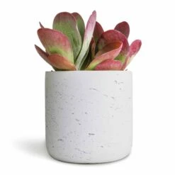 Kalanchoe Thyrsiflora - Paddle Plant -HousePlants Shop Kalanchoe thyrsiflora Paddle Plant 12x25cm Charlie Plant Pot White Washed 15x15cm