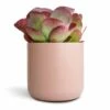 Kalanchoe Thyrsiflora - Paddle Plant -HousePlants Shop Kalanchoe thyrsiflora Paddle Plant 12x25cm Lisbon Plant Pot Pink Clay 15x15cm 2
