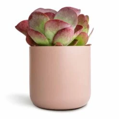 HousePlants Shop 17 Kalanchoe Thyrsiflora - Paddle Plant