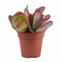 Kalanchoe Thyrsiflora - Paddle Plant -HousePlants Shop Kalanchoe thyrsiflora Paddle Plant