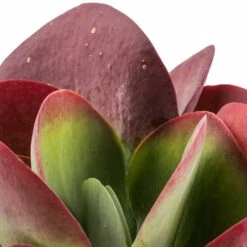 HousePlants Shop -HousePlants Shop Kalanchoe thyrsiflora Paddle Plant 6bc09add 2e91 448a b45d 14c408e92be7