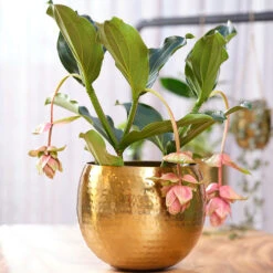 Kody Metal Plant Pots - Set Of 3 - Large - Gold -HousePlants Shop Kody Metal Plant Pots Set of 2 Small Gold Lifestyle 02 c446cf52 5828 483a b7f1 16895f1c1bb7