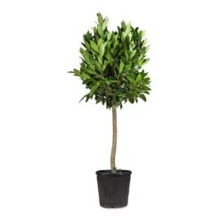 Laurus Nobilis - Bay Tree -HousePlants Shop Laurus nobilis Bay Tree 25x130cm 2