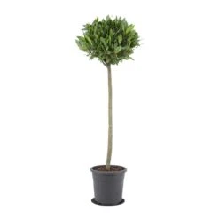 Laurus Nobilis - Bay Tree -HousePlants Shop Laurus nobilis Bay Tree 25x130cm