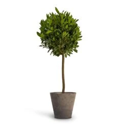 Laurus Nobilis - Bay Tree -HousePlants Shop Laurus nobilis Bay Tree 25x130cm Claire Artstone Plant Pot Grey 32x29cm