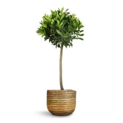Laurus Nobilis - Bay Tree -HousePlants Shop Laurus nobilis Bay Tree 25x130cm Jane Plant Baskets Set5 Jungle