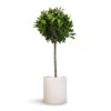 Laurus Nobilis - Bay Tree -HousePlants Shop Laurus nobilis Bay Tree 25x130cm Max Refined Planter Natural White 29x29.5cm
