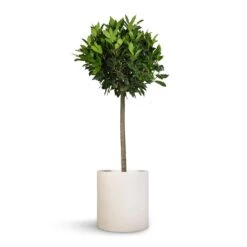 Max Refined Planter - Natural White -HousePlants Shop Laurus nobilis Bay Tree 25x130cm Max Refined Planter Natural White 29x29.5cm 60aea5e9 dce7 4349 9dcd da1f6b99943b