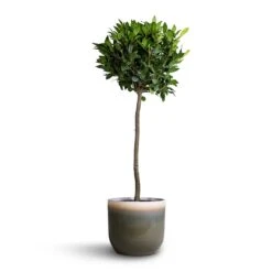 Laurus Nobilis - Bay Tree -HousePlants Shop Laurus nobilis Bay Tree 25x130cm Tarra Plant Pot Forest 29x25cm