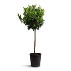 Laurus Nobilis - Bay Tree -HousePlants Shop Laurus nobilis Bay Tree 25x130cm b83f2498 0028 4b71 96b3 27282ef7ecba