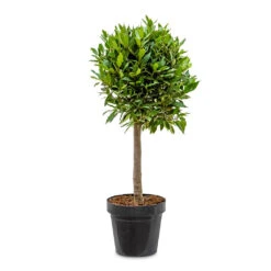 Laurus Nobilis - Bay Tree -HousePlants Shop Laurus nobilis Bay Tree 30x90cm