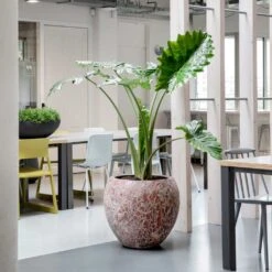 Lava Balloon Relic Planter - Pink -HousePlants Shop Lava Balloon Relic Planter Pink 3