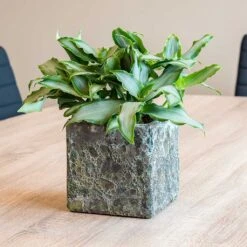 Lava Cube Relic Planter - Jade -HousePlants Shop Lava Cube Relic Planter Jade Houseplants