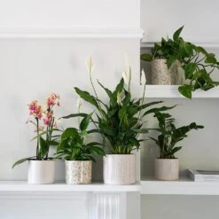 Lazzaro Plant Pot - Linen Effect 16 Lazzaro Plant Pot - Linen Effect -HousePlants Shop Lazzaro Plant Pot Linen Effect 18 x 16cm