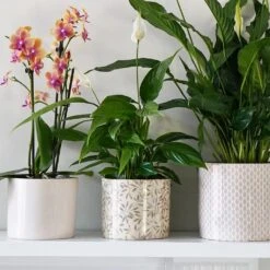 Lazzaro Plant Pot - Sage Foliage -HousePlants Shop Lazzaro Plant Pot Sage Foliage 15 x 13cm