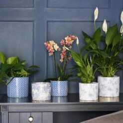 Lazzaro Plant Pot - Vintage Bird 14 Lazzaro Plant Pot - Vintage Bird -HousePlants Shop Lazzaro Plant Pot Vintage Bird 15 x 13cm