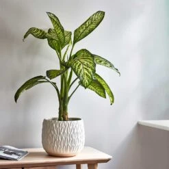 Arles Leaf Plant Pot - White 8 Arles Leaf Plant Pot - White -HousePlants Shop Lifestyle Arles Leaf Plant Pot White 17x17cm