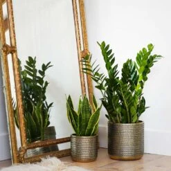Solis Embossed Plant Pot - Gold -HousePlants Shop Lifestyle Solis Embossed Plant Pot Gold 18x18cm 1