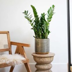 Solis Embossed Plant Pot - Gold -HousePlants Shop Lifestyle Solis Embossed Plant Pot Gold 18x18cm