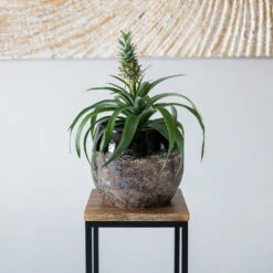 Lindy Plant Pot - Black 20 Lindy Plant Pot - Black -HousePlants Shop Lindy Black 4