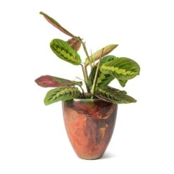 Maranta Leuconeura Var. Erythroneura - Herringbone Plant -HousePlants Shop Livin Beauty Flowerpot Copper Smooth Maranta leuconeura erythroneura Herringbone Plant 234e225d 101b 4bf2 8296 0487b3cb94af