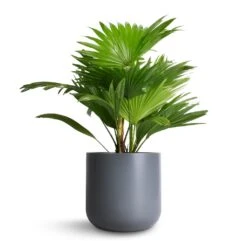 Livistona Rotundifolia - Footstool Palm 25 Livistona Rotundifolia - Footstool Palm -HousePlants Shop Livistona rotundifolia Footstool Palm 14x60cm Lisbon Plant Pot Charcoal 19x19cm