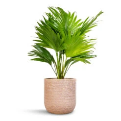 Livistona Rotundifolia - Footstool Palm 27 Livistona Rotundifolia - Footstool Palm -HousePlants Shop Livistona rotundifolia Footstool Palm 14x60cm Ocean Glaze Plant Pot Morganite 18x18cm 24168e43 d1a0 4b92 8786 b8367b201aa3
