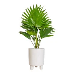 Pisa Plant Pot - White -HousePlants Shop Livistona rotundifolia Footstool Palm 14x60cm Pisa Plant Pot White 16x19cm