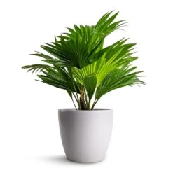 Livistona Rotundifolia - Footstool Palm 28 Livistona Rotundifolia - Footstool Palm -HousePlants Shop Livistona rotundifolia Footstool Palm 14x60cm Sven Plant Pot White 18x16cm