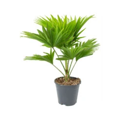 Livistona Rotundifolia - Footstool Palm 23 Livistona Rotundifolia - Footstool Palm -HousePlants Shop Livistona rotundifolia Footstool Palm