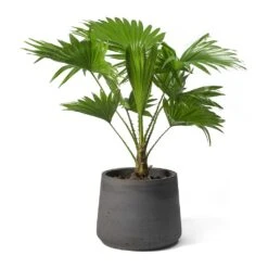 Livistona Rotundifolia - Footstool Palm 29 Livistona Rotundifolia - Footstool Palm -HousePlants Shop Livistona rotundifolia Footstool Palm Patt Plant Pot