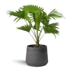 Patt Plant Pot - Black Washed 32 Patt Plant Pot - Black Washed -HousePlants Shop Livistona rotundifolia Footstool Palm Patt Plant Pot 9d1d8698 064b 4647 9daa b836a16daabd
