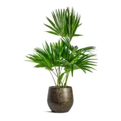 Livistona Rotundifolia - Footstool Palm 30 Livistona Rotundifolia - Footstool Palm -HousePlants Shop Livistona rotundifolia Footstool Palm Ryan Plant Pot Shiny Gold