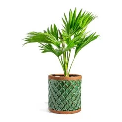 Livistona Rotundifolia - Footstool Palm 34 Livistona Rotundifolia - Footstool Palm -HousePlants Shop Livistona rotundifolia Footstool Palm liam turquoise plant pot