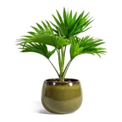 Livistona Rotundifolia - Footstool Palm 37 Livistona Rotundifolia - Footstool Palm -HousePlants Shop Livistona rotundifolia Footstool Palm odile moss plant pot 19cm 2c40fc1b 22cc 4cfc bd3b 53201d6f2256