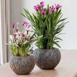 Luxe Lite Waterfall Globe Planter - Bronze -HousePlants Shop Luxe Lite Universe Waterfall Globe Bronze Planters Small Houseplants