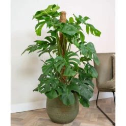 Lydia Plant Pot - Shiny Green -HousePlants Shop LydiaPlantPot ShinyGreen 4