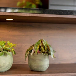 Lydia Plant Pot - Shiny Green -HousePlants Shop LydiaPlantPot ShinyGreen 6