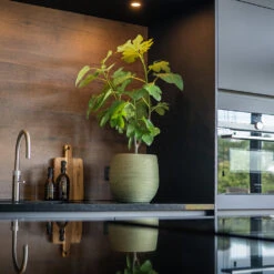 Lydia Plant Pot - Shiny Green -HousePlants Shop LydiaPlantPot ShinyGreen 7