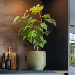 Lydia Plant Pot - Shiny Green -HousePlants Shop LydiaPlantPot ShinyGreen 8