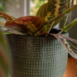 Lykke Plant Pot - Sage -HousePlants Shop Lykke Sage 3