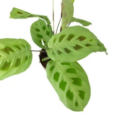 Maranta Leuconeura Var. Kerchoveana - Rabbit's Foot -HousePlants Shop Maranta leuconeura kerchoveana Rabbits Foot Leaves